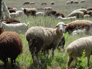 flock-of-sheep-amongst-goats