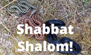 Shabbat Shalom! -50