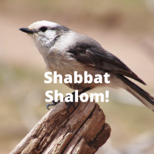 Shabbat Shalom-63